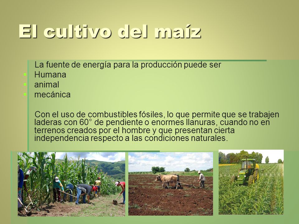 El cultivo del maíz La fuente de energía para la producción puede ser