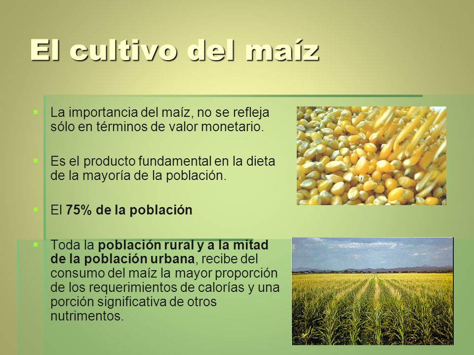El cultivo del maíz La importancia del maíz, no se refleja sólo en términos de valor monetario.