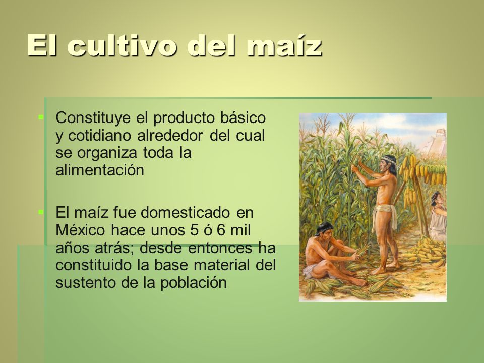 El cultivo del maíz Constituye el producto básico y cotidiano alrededor del cual se organiza toda la alimentación.