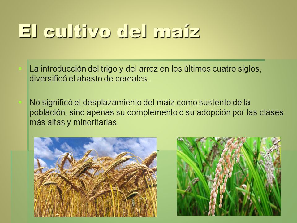 El cultivo del maíz La introducción del trigo y del arroz en los últimos cuatro siglos, diversificó el abasto de cereales.