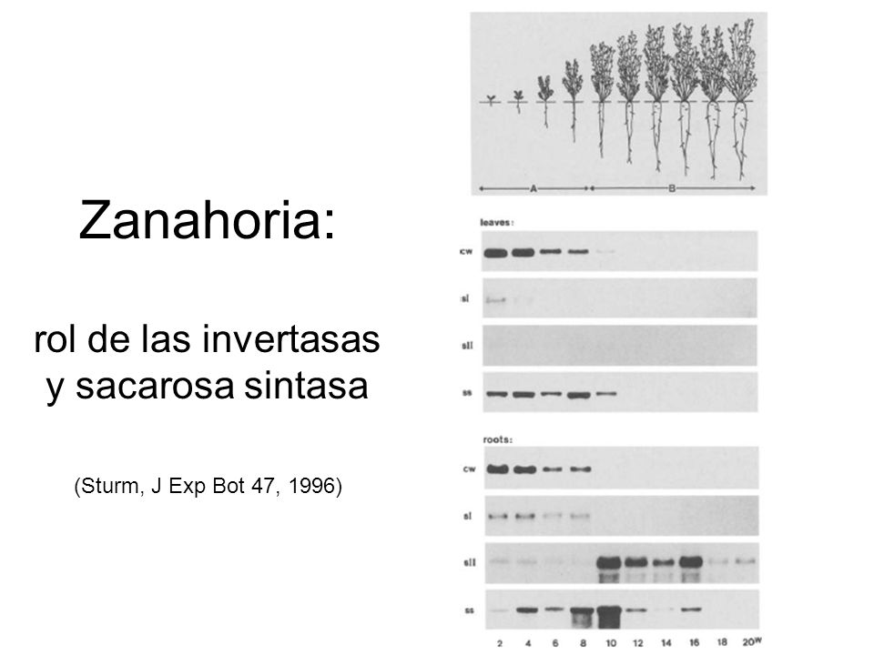 Zanahoria: rol de las invertasas y sacarosa sintasa (Sturm, J Exp Bot 47, 1996)