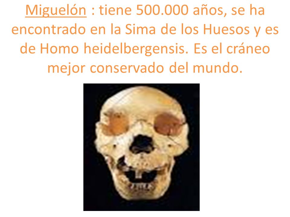 Miguelón : tiene años, se ha encontrado en la Sima de los Huesos y es de Homo heidelbergensis.