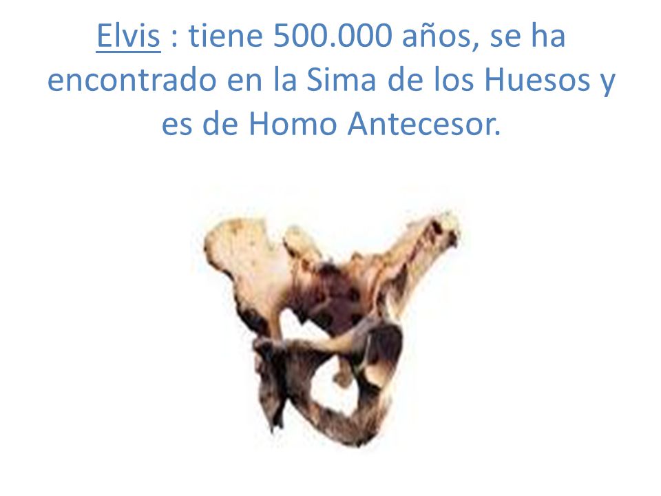 Elvis : tiene años, se ha encontrado en la Sima de los Huesos y es de Homo Antecesor.