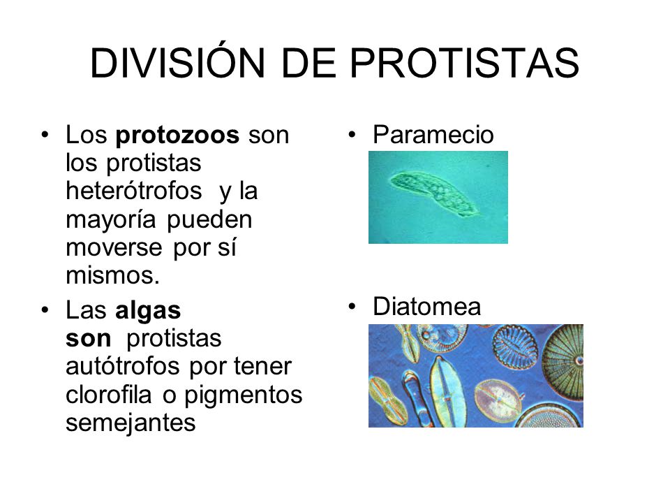DIVISIÓN DE PROTISTAS Los protozoos son los protistas heterótrofos y la mayoría pueden moverse por sí mismos.