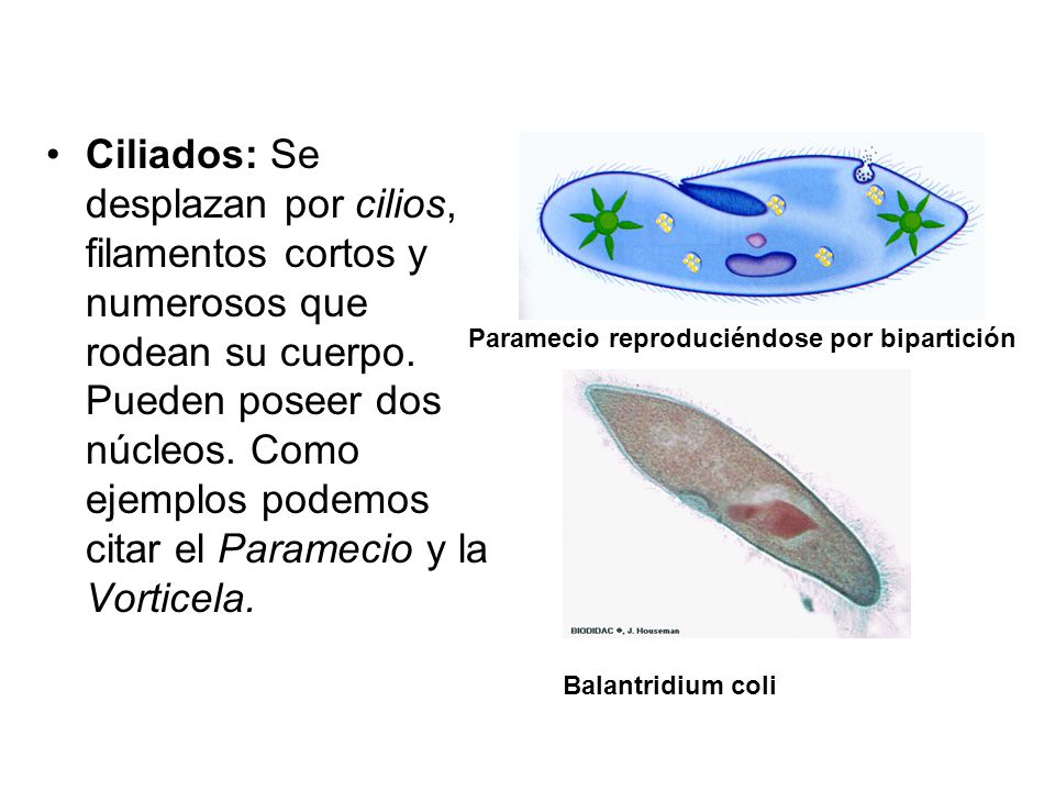 Ciliados: Se desplazan por cilios, filamentos cortos y numerosos que rodean su cuerpo. Pueden poseer dos núcleos. Como ejemplos podemos citar el Paramecio y la Vorticela.