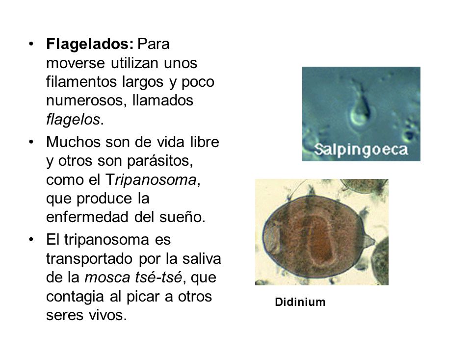 Flagelados: Para moverse utilizan unos filamentos largos y poco numerosos, llamados flagelos.