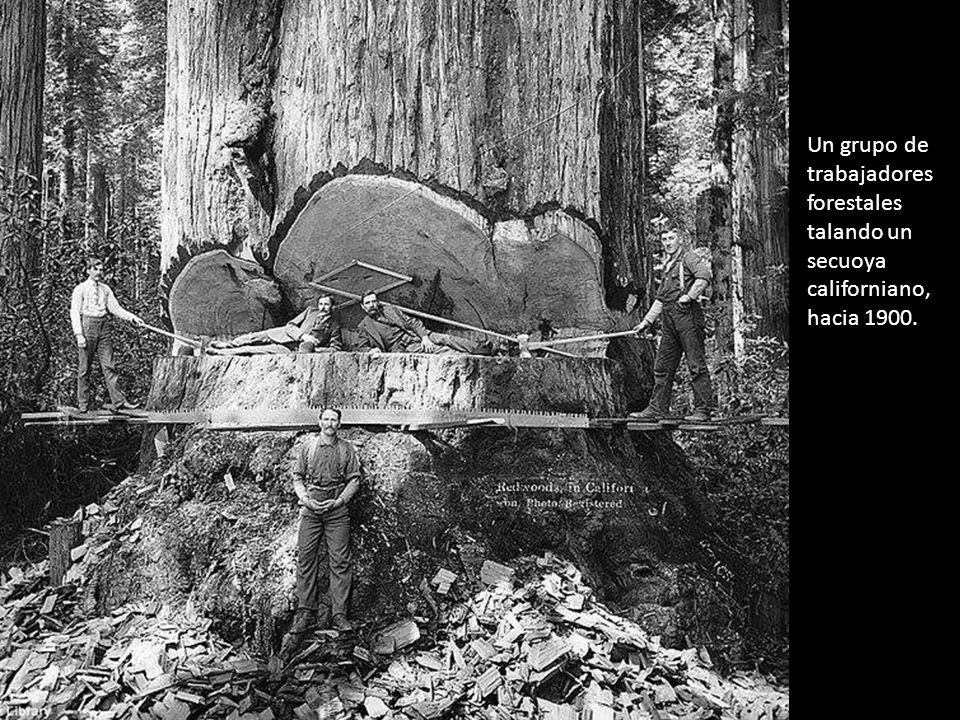 Un grupo de trabajadores forestales talando un secuoya californiano, hacia 1900.