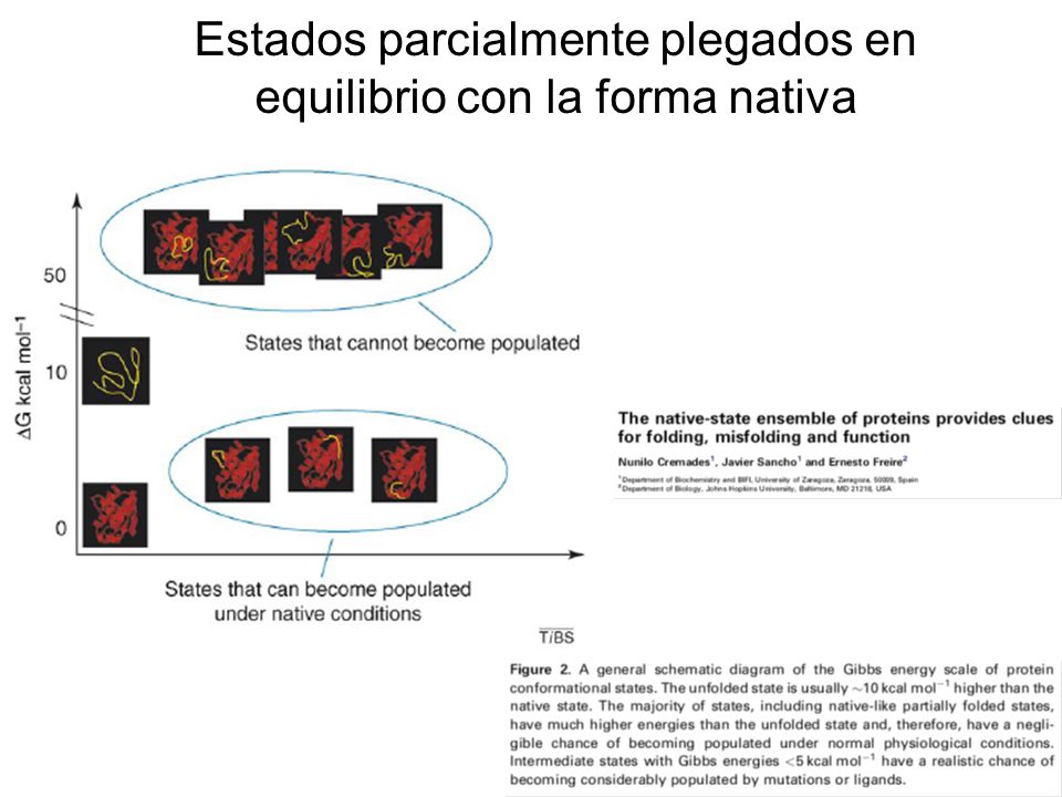 Estados parcialmente plegados en equilibrio con la forma nativa