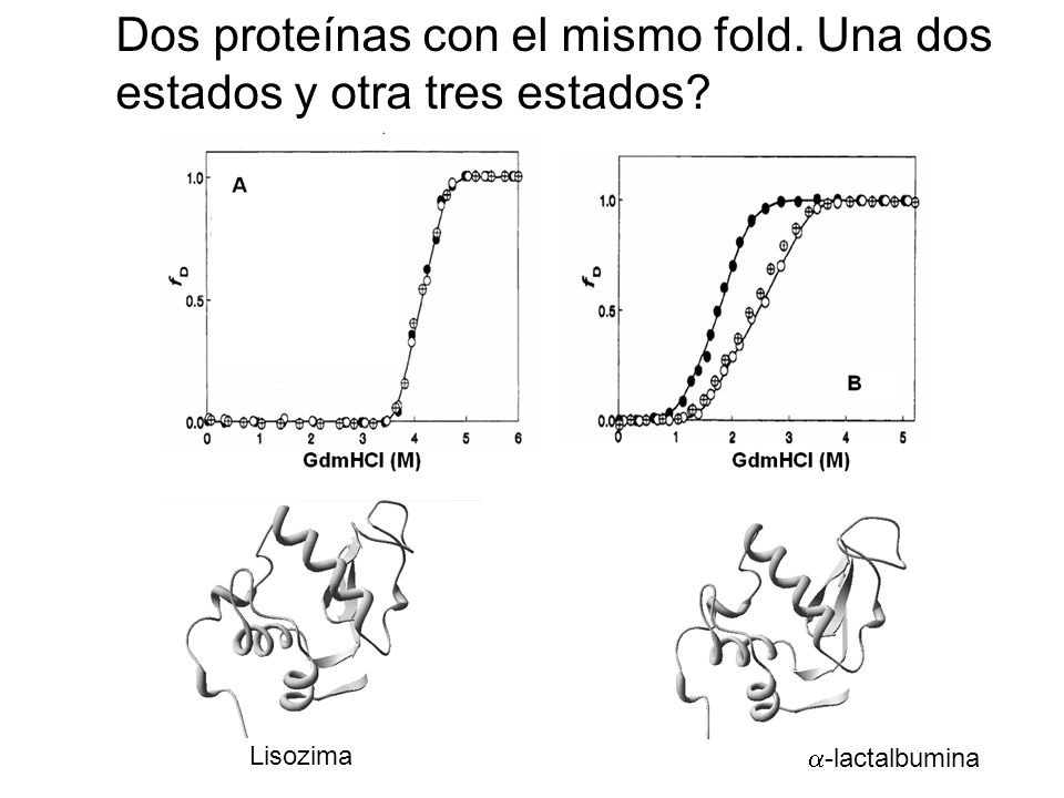 Dos proteínas con el mismo fold. Una dos estados y otra tres estados