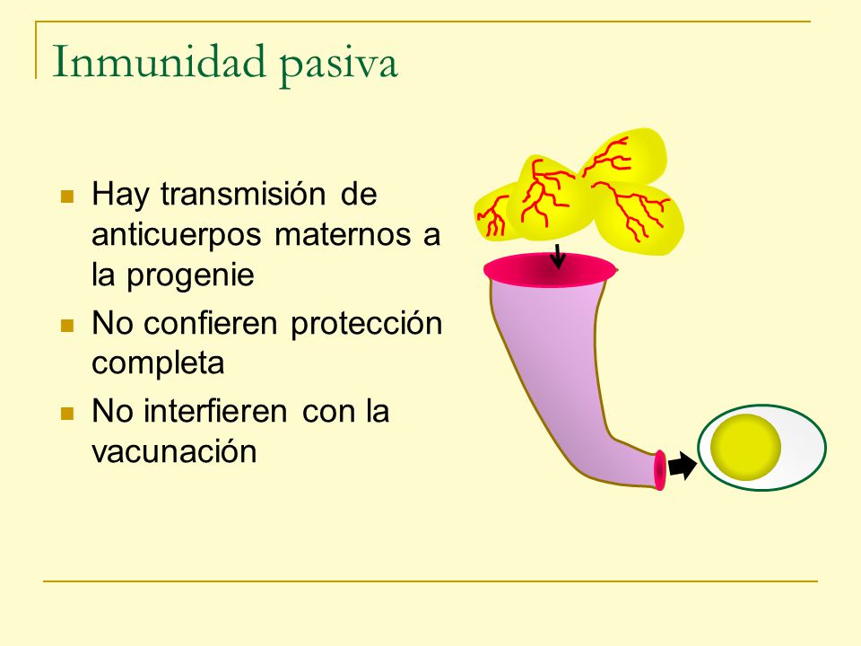 Inmunidad pasiva Hay transmisión de anticuerpos maternos a la progenie