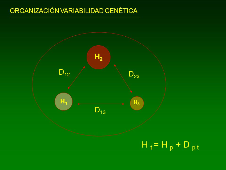 H t = H p + D p t H2 D12 D23 D13 ORGANIZACIÓN VARIABILIDAD GENÉTICA H1
