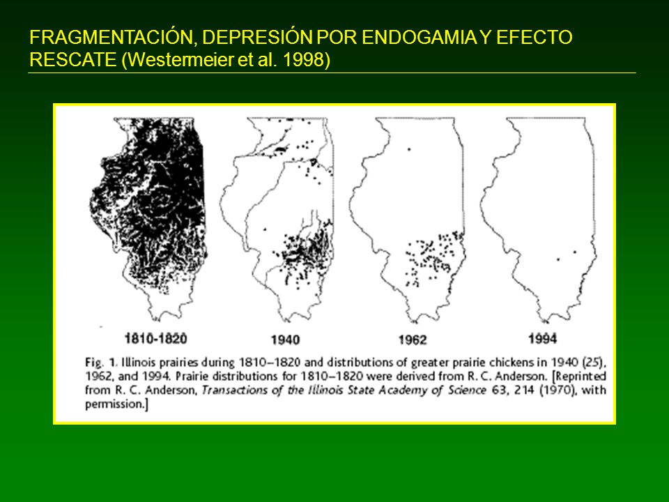 FRAGMENTACIÓN, DEPRESIÓN POR ENDOGAMIA Y EFECTO RESCATE (Westermeier et al. 1998)
