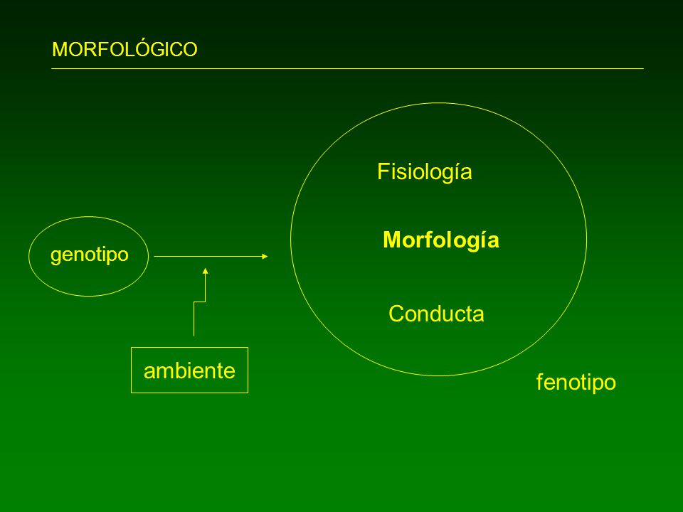 MORFOLÓGICO Fisiología genotipo Morfología Conducta ambiente fenotipo