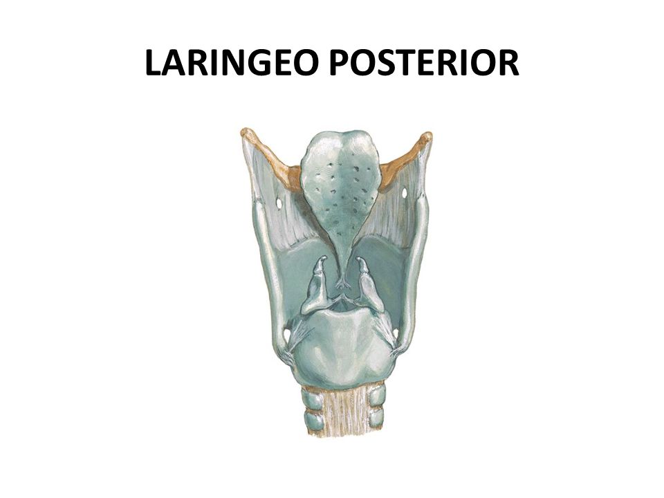 LARINGEO POSTERIOR
