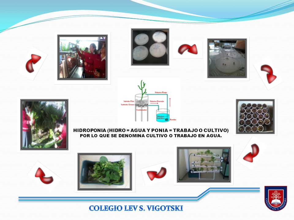 HIDROPONIA (HIDRO = AGUA Y PONIA = TRABAJO O CULTIVO)