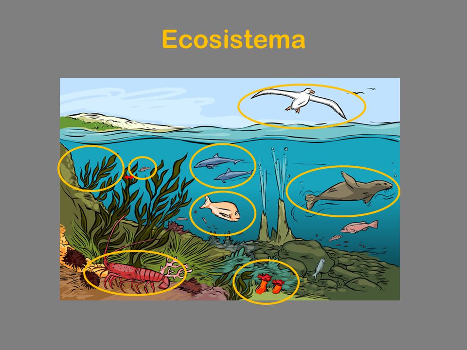 Ecosistema An ecosystem exists when numerous species of flora and fauna interact in a dynamic, self-adjusting balancing act.