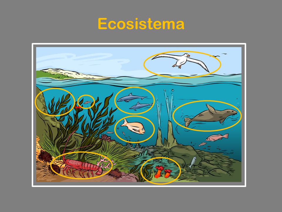 Ecosistema An ecosystem exists when numerous species of flora and fauna interact in a dynamic, self-adjusting balancing act.