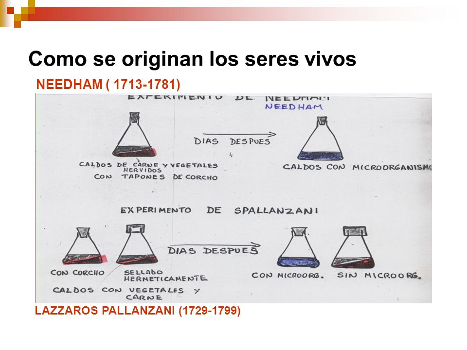 Como se originan los seres vivos