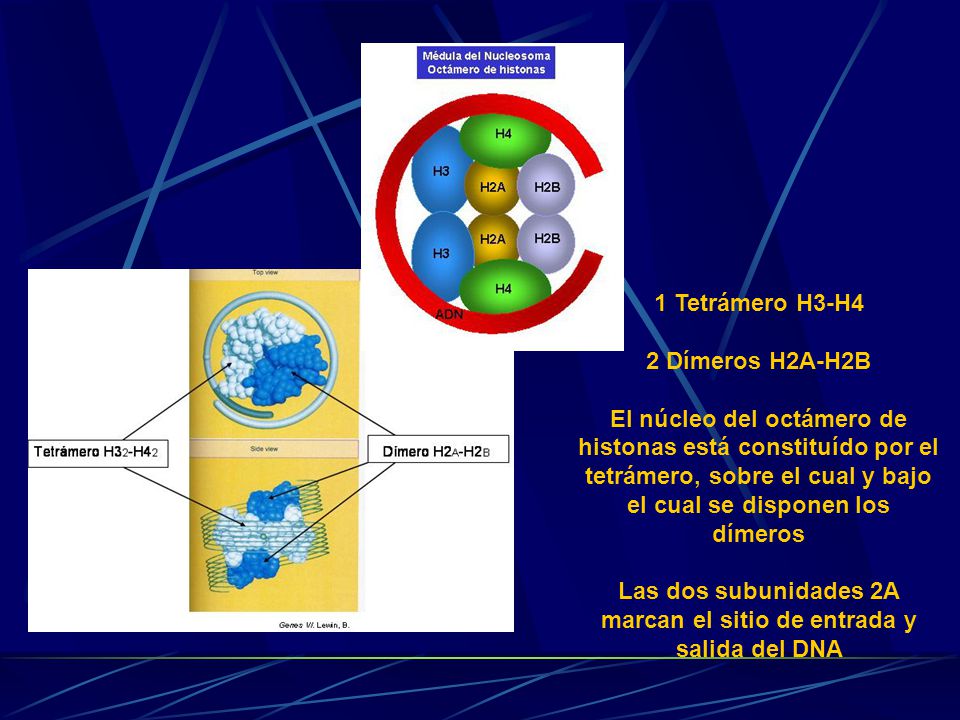 Las dos subunidades 2A marcan el sitio de entrada y salida del DNA