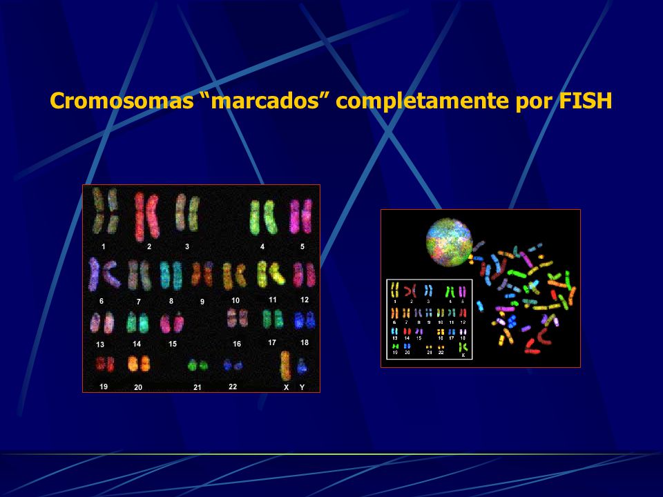 Cromosomas marcados completamente por FISH