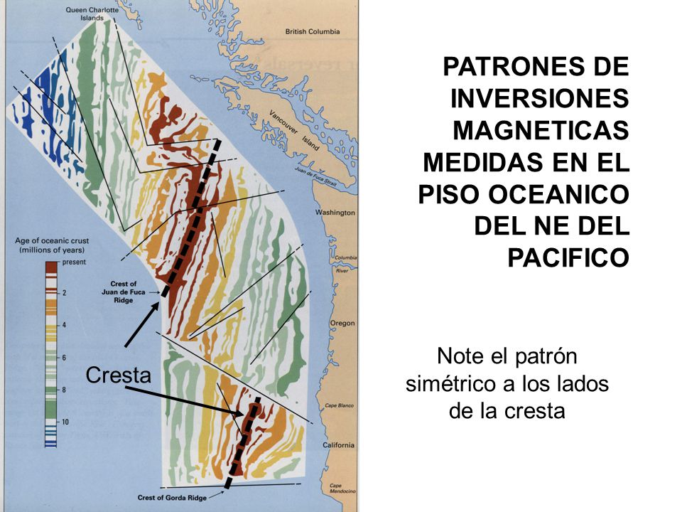 Note el patrón simétrico a los lados de la cresta