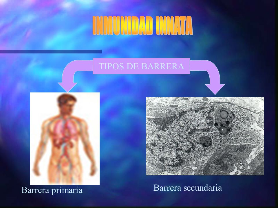 INMUNIDAD INNATA TIPOS DE BARRERA Barrera secundaria Barrera primaria