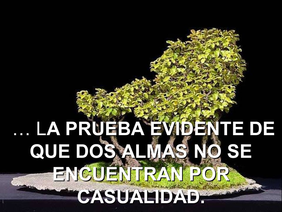 … LA PRUEBA EVIDENTE DE QUE DOS ALMAS NO SE ENCUENTRAN POR CASUALIDAD.