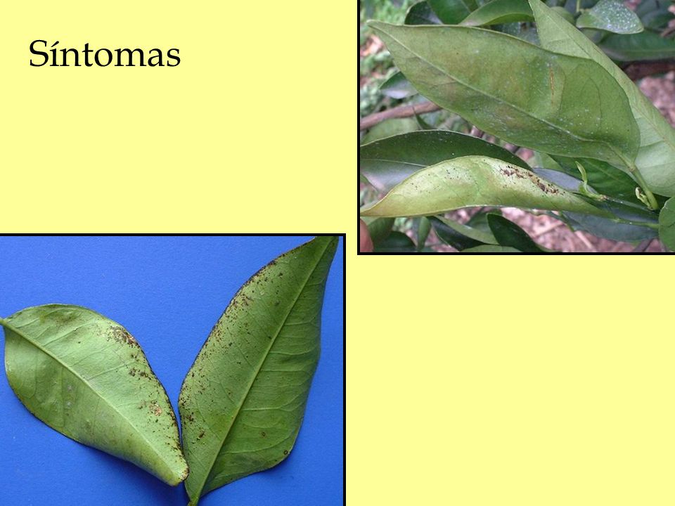 Síntomas El síntoma es más oscuro en naranjas y mandarinas que en limón y pomelo donde no es tan notorio.