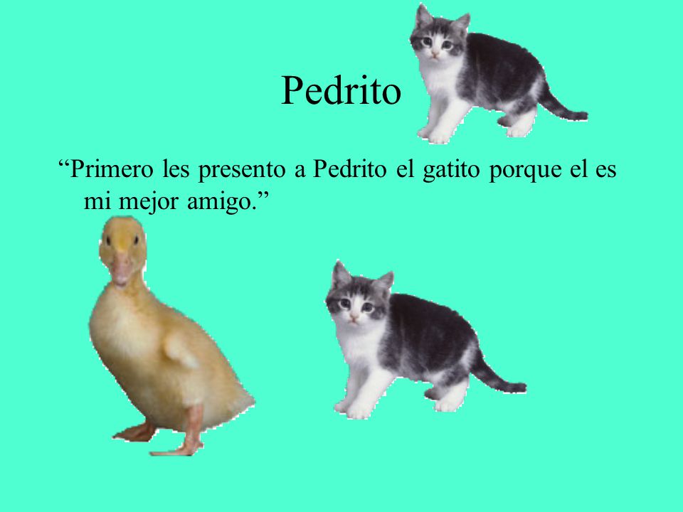 Pedrito Primero les presento a Pedrito el gatito porque el es mi mejor amigo.