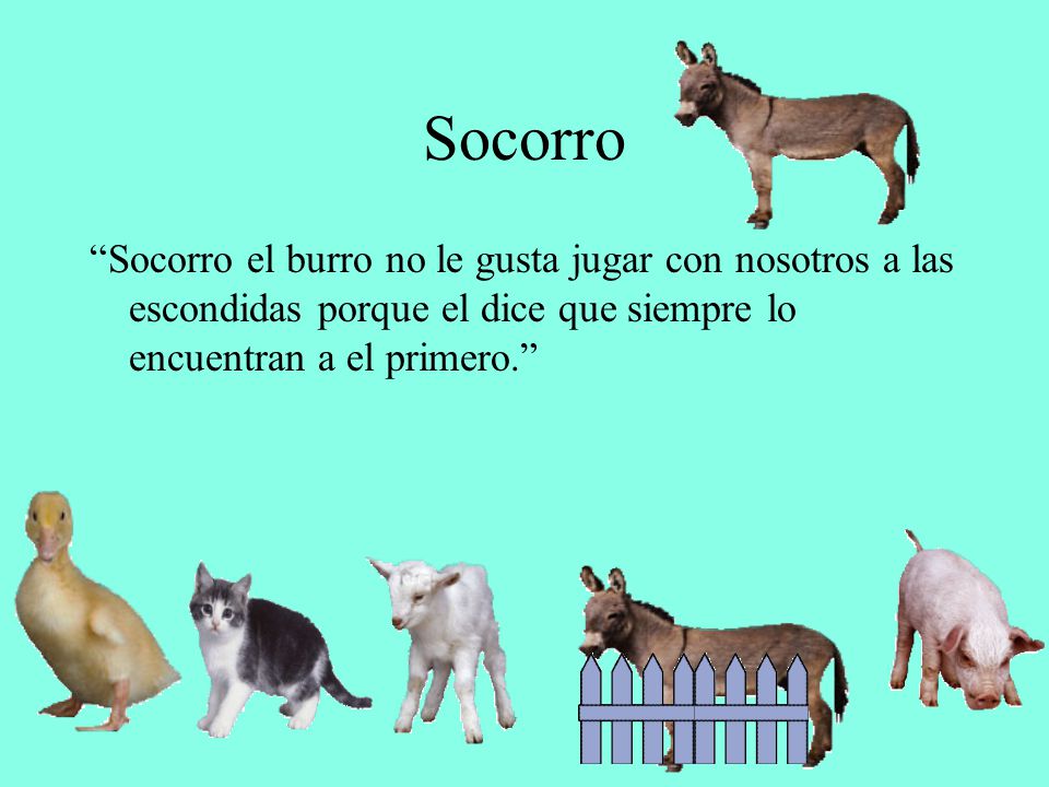 Socorro Socorro el burro no le gusta jugar con nosotros a las escondidas porque el dice que siempre lo encuentran a el primero.