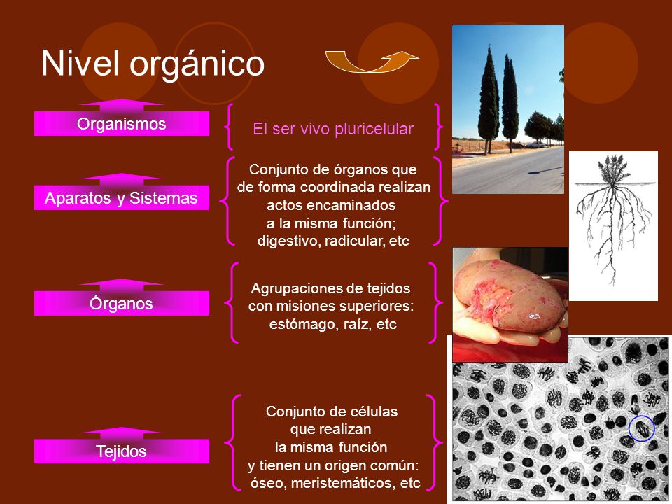 Nivel orgánico Organismos El ser vivo pluricelular Aparatos y Sistemas