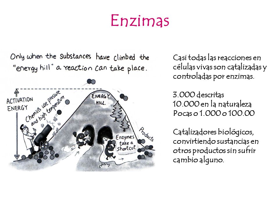 Enzimas Casi todas las reacciones en células vivas son catalizadas y controladas por enzimas descritas.
