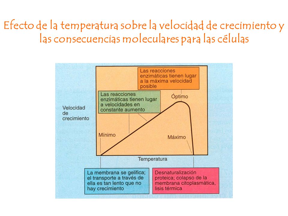 Efecto de la temperatura sobre la velocidad de crecimiento y las consecuencias moleculares para las células
