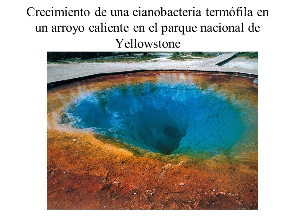 Crecimiento de una cianobacteria termófila en un arroyo caliente en el parque nacional de Yellowstone