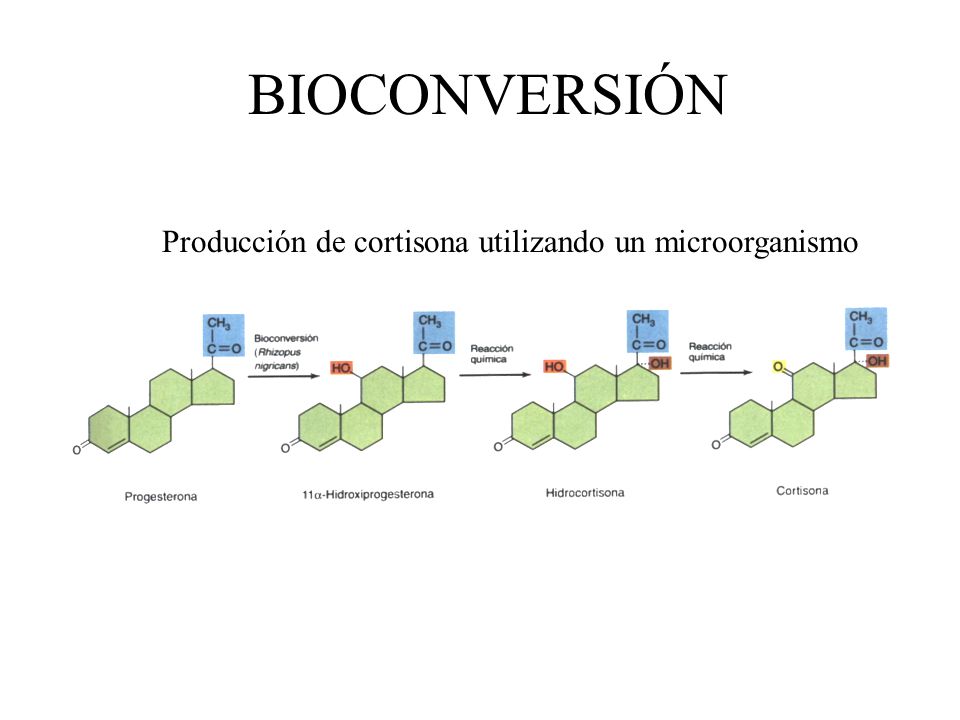 BIOCONVERSIÓN Producción de cortisona utilizando un microorganismo