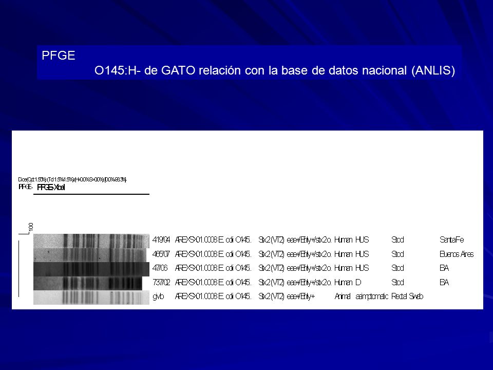 PFGE O145:H- de GATO relación con la base de datos nacional (ANLIS)