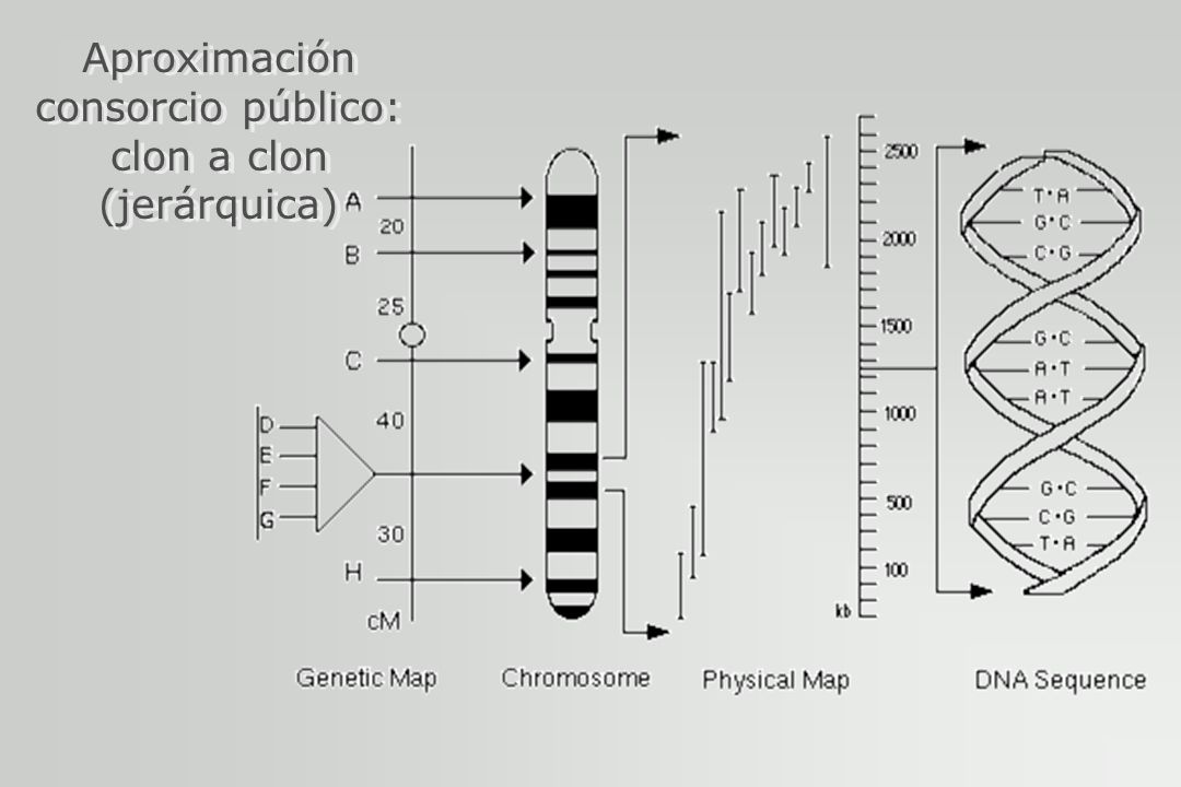 Aproximación consorcio público: clon a clon (jerárquica)