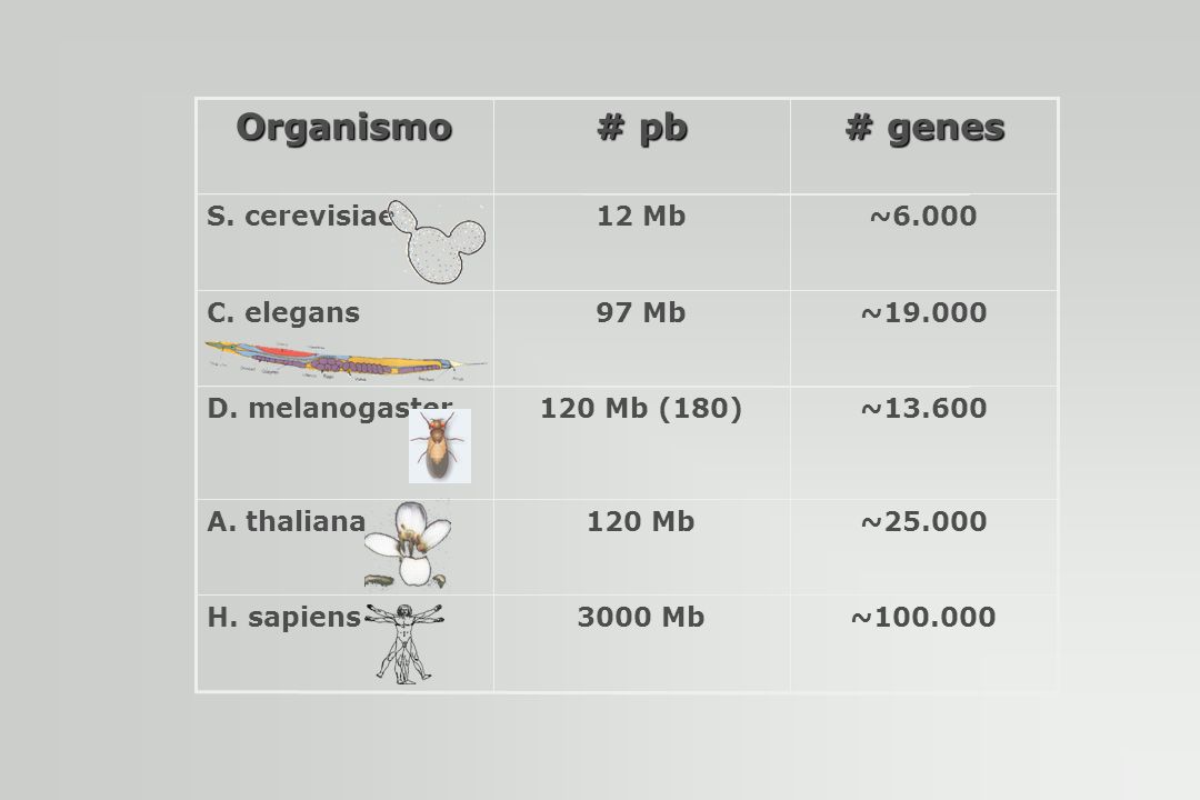 # pb Organismo # genes 3000 Mb H. sapiens 120 Mb A. thaliana