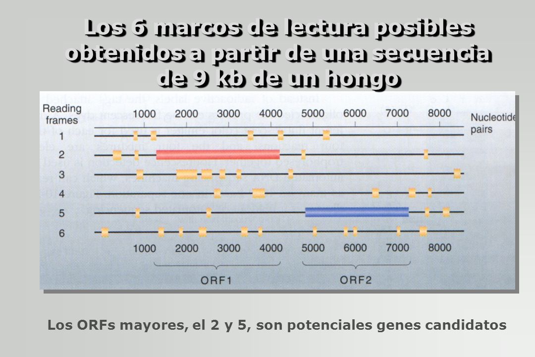 Los ORFs mayores, el 2 y 5, son potenciales genes candidatos