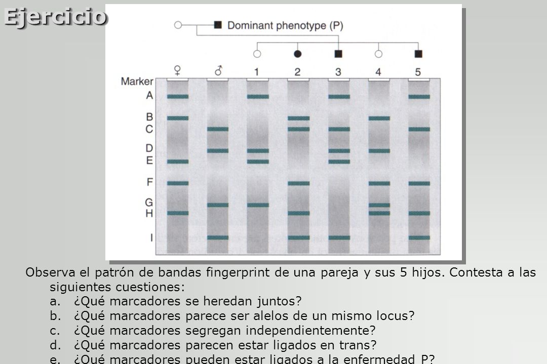Ejercicio Observa el patrón de bandas fingerprint de una pareja y sus 5 hijos. Contesta a las siguientes cuestiones: