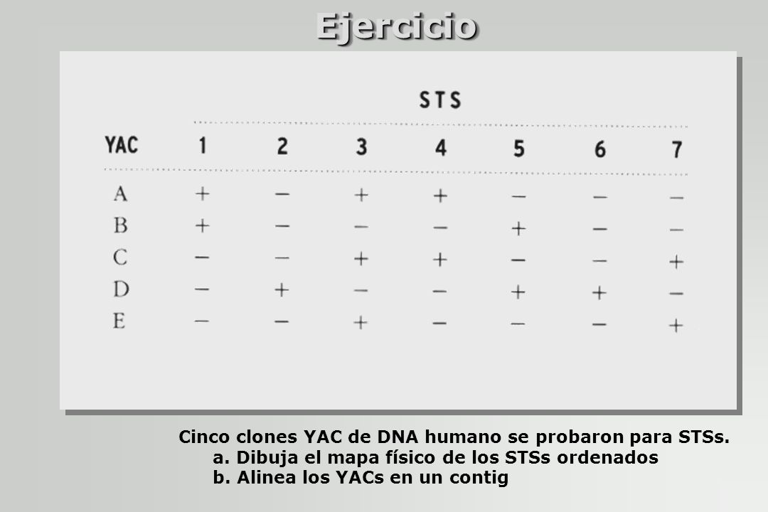 Ejercicio Cinco clones YAC de DNA humano se probaron para STSs.