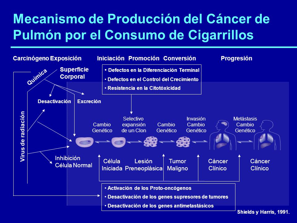 Mecanismo de Producción del Cáncer de Pulmón por el Consumo de Cigarrillos