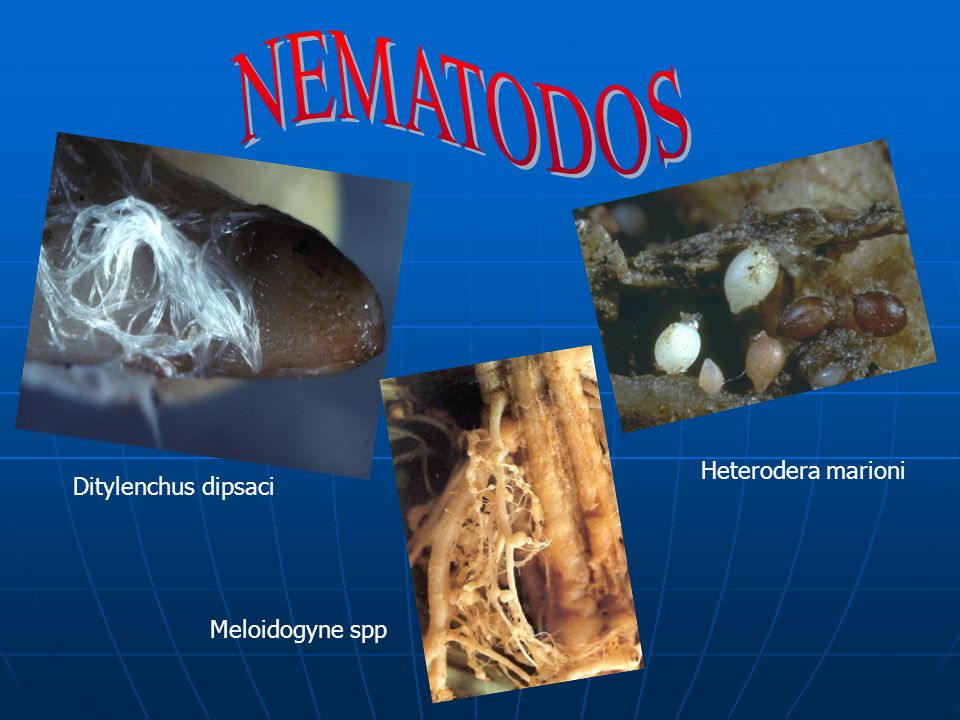 NEMATODOS Heterodera marioni Ditylenchus dipsaci Meloidogyne spp