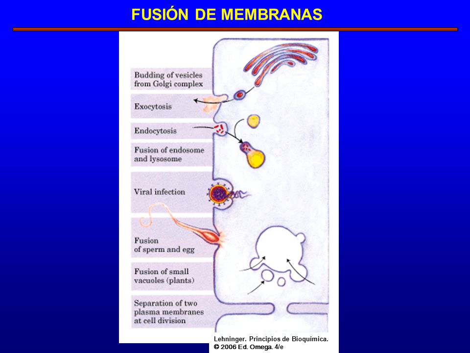 FUSIÓN DE MEMBRANAS Lehninger. Principios de Bioquímica.