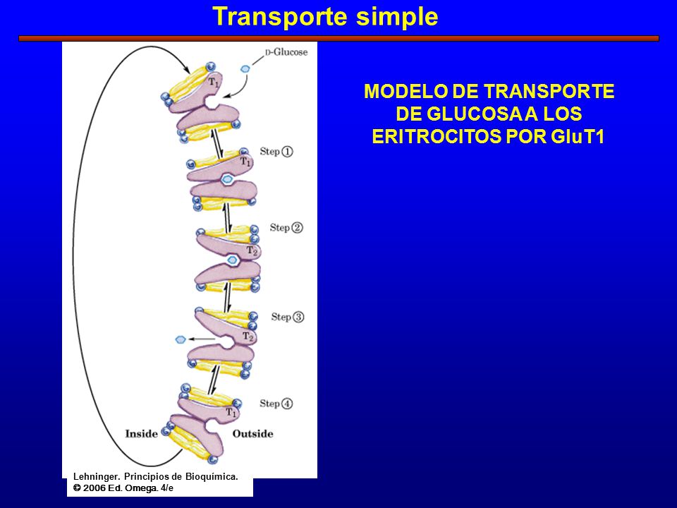 Transporte simple MODELO DE TRANSPORTE DE GLUCOSA A LOS