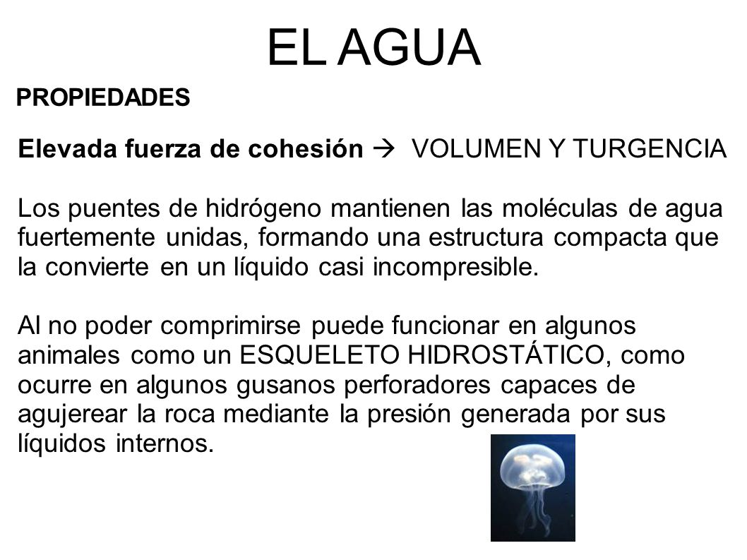 EL AGUA Elevada fuerza de cohesión  VOLUMEN Y TURGENCIA