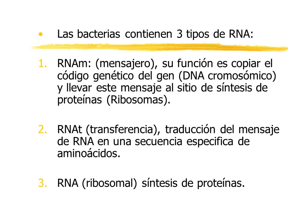 Las bacterias contienen 3 tipos de RNA: