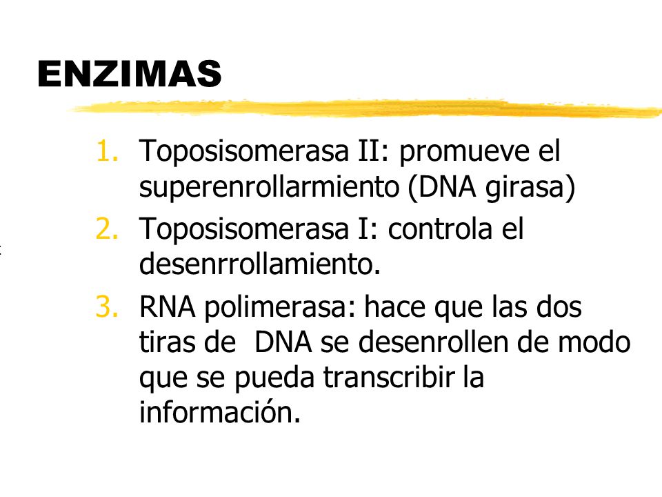 ENZIMAS Toposisomerasa II: promueve el superenrollarmiento (DNA girasa) Toposisomerasa I: controla el desenrrollamiento.