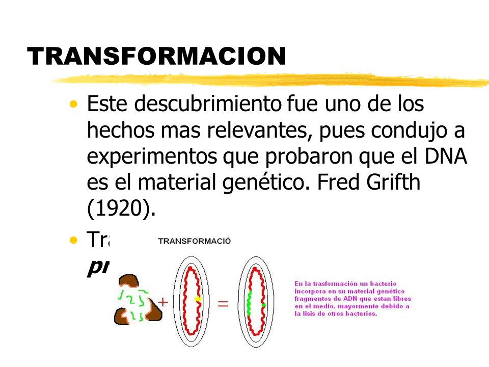 TRANSFORMACION