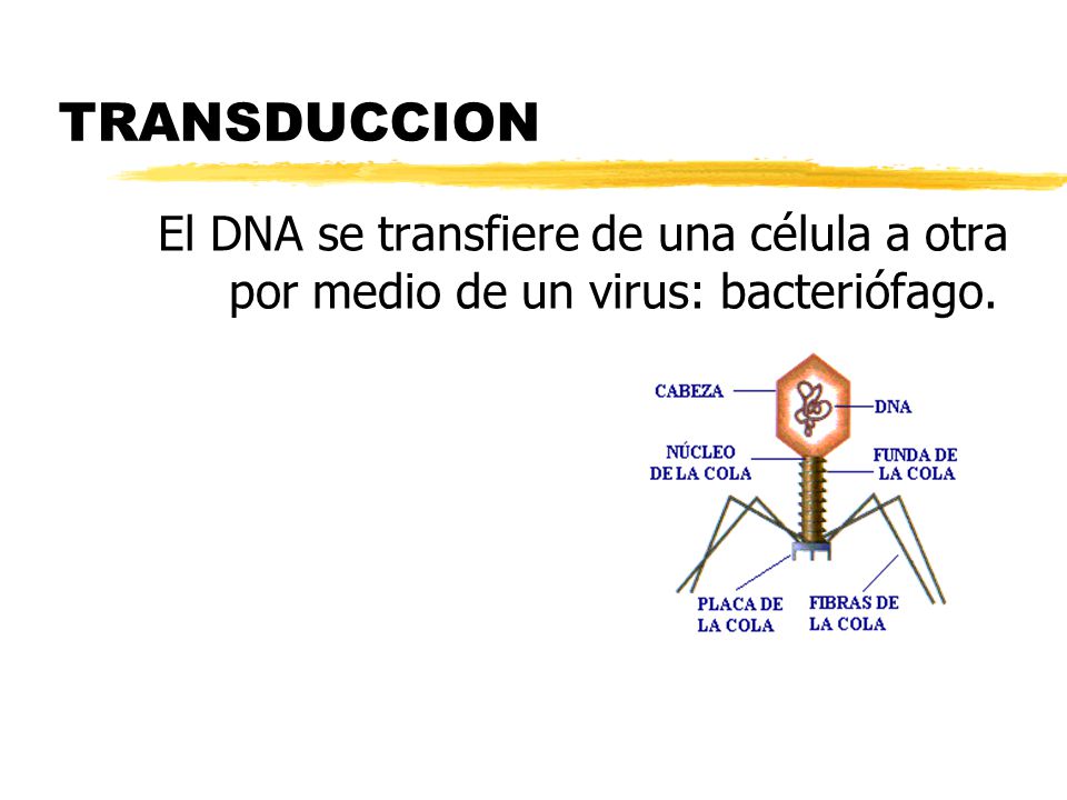 TRANSDUCCION El DNA se transfiere de una célula a otra por medio de un virus: bacteriófago.